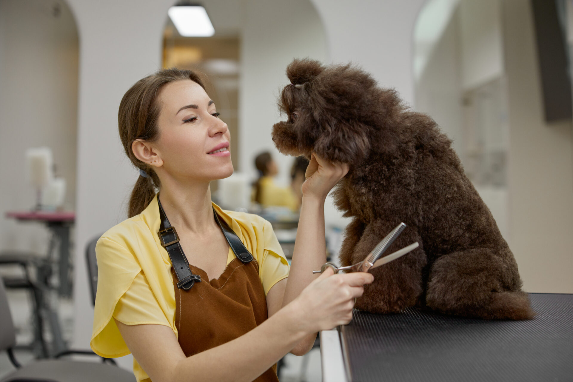 groomer trimming cute poodle dog with scissors in grooming salon