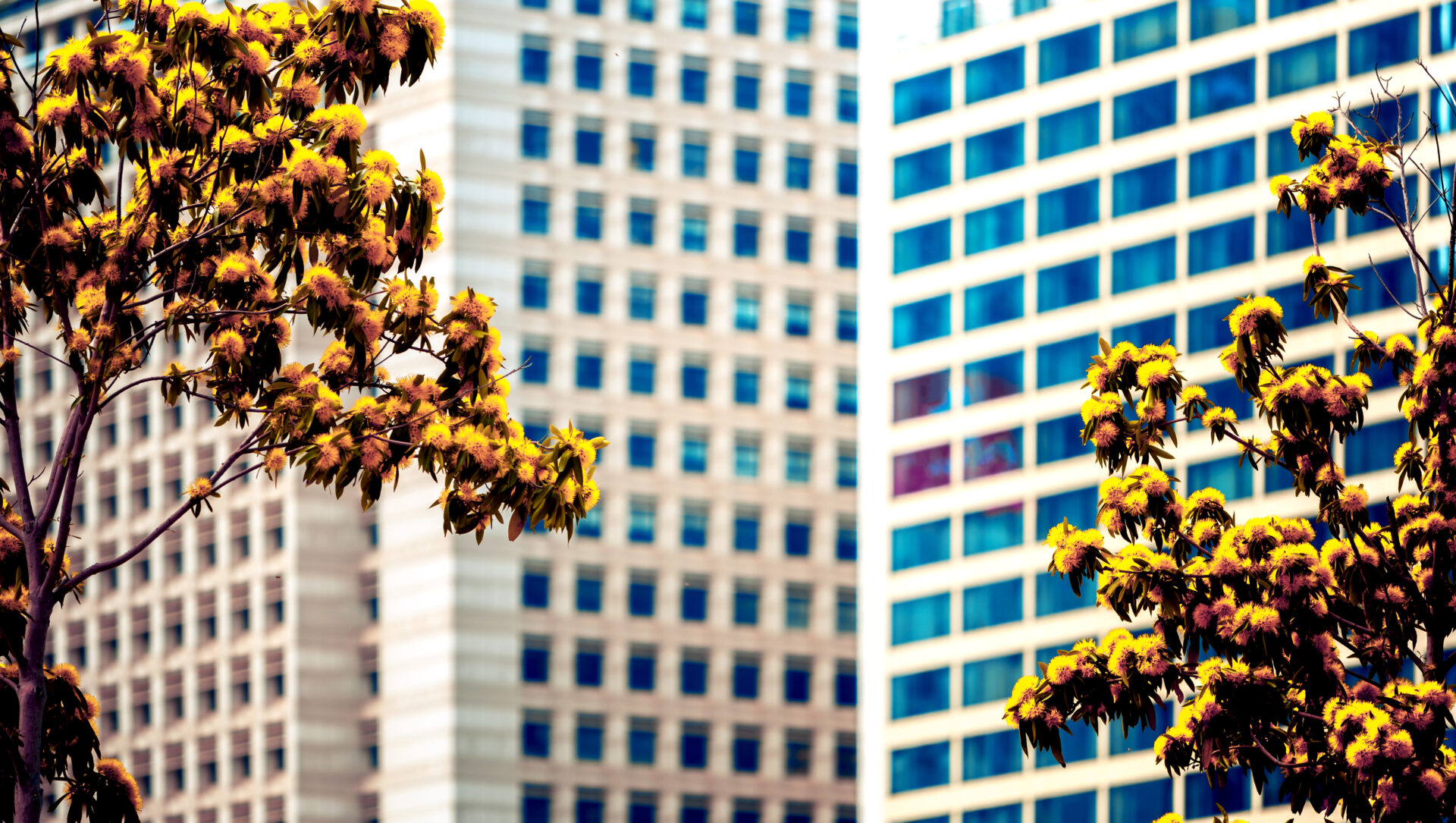 office building closeup and tree business concept 2026 01 11 09 03 29 utc